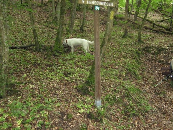 20070527 Boppard 197 Ehrbachklamm