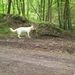 20070527 Boppard 200 Ehrbachklamm