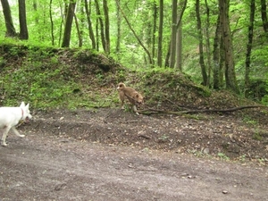 20070527 Boppard 202 Ehrbachklamm