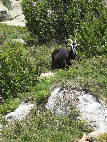 20070621 CorsicaGR20 0824