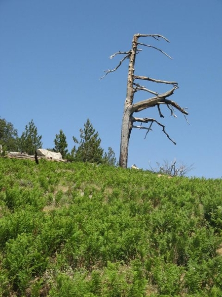 20070625 CorsicaGR20 1185