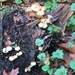 2013-12-08 Belsele 15