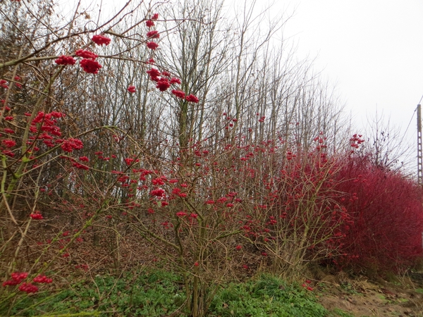 2013-12-12 Geraardsbergen 18