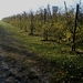 appel- , perelaars
