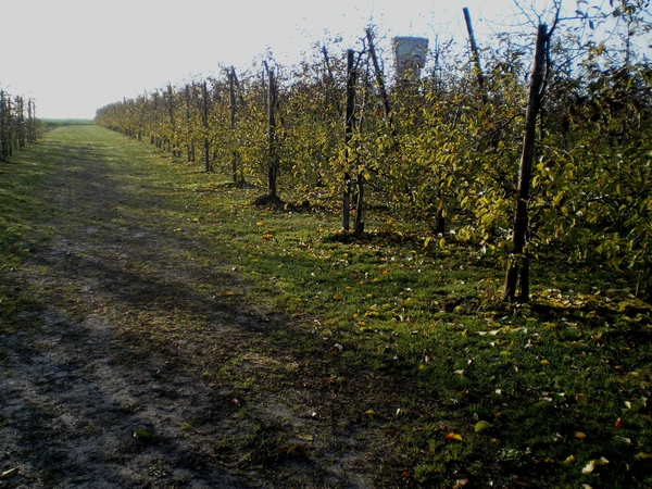 appel- , perelaars