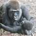 Gorilla met baby