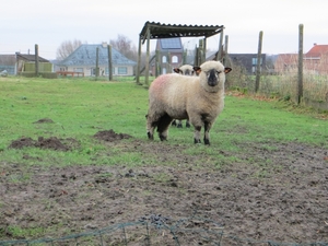 2013-12-15 Sint-Pieters-Kapelle 004