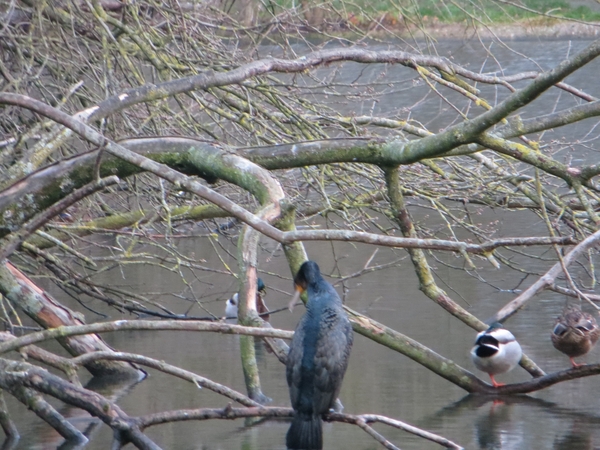 2013-12-15 Oostende 018