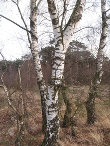 GR50+ Mol 181213 066