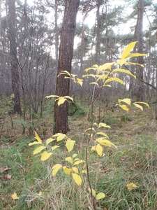 GR50+ Mol 181213 071