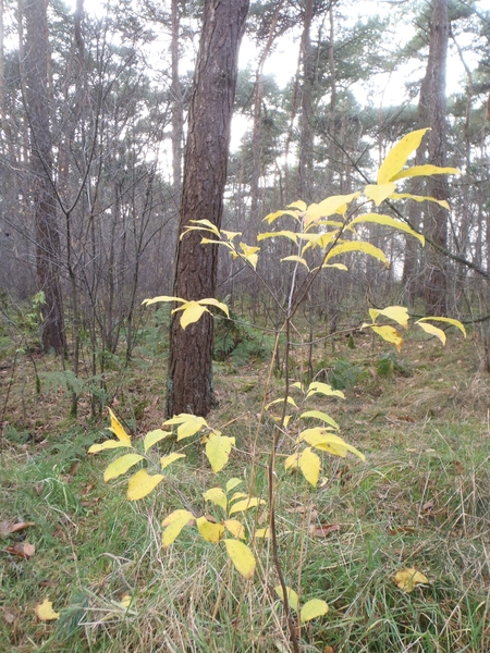 GR50+ Mol 181213 071