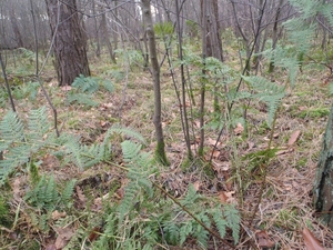 GR50+ Mol 181213 072