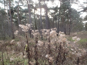 GR50+ Mol 181213 074