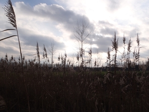 GR50+ Mol 181213 079