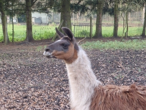 GR50+ Mol 181213 093