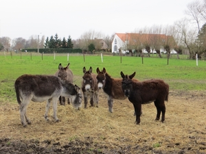 2013-12-21 Zwijnaarde 06