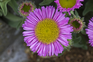 IMG_0005 (3)