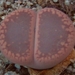 Lithops aucampiae