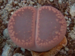 Lithops aucampiae