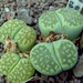 Lithops julii cv 'Fullergreen'