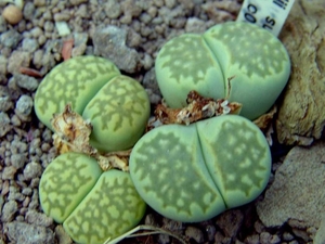 Lithops julii cv 'Fullergreen'