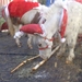 Mini pony's in kersttenue