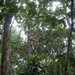 2b Andasibe NP _P1170651