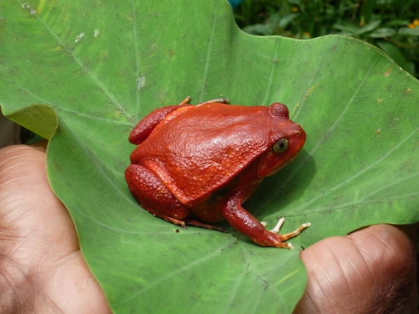 2f Pyereras reptielen park _P1170783