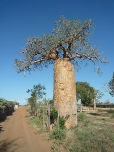 7g Ifaty omg., Reniala baobab park _P1180974