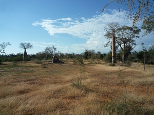 7g Ifaty omg., Reniala baobab park _P1180978