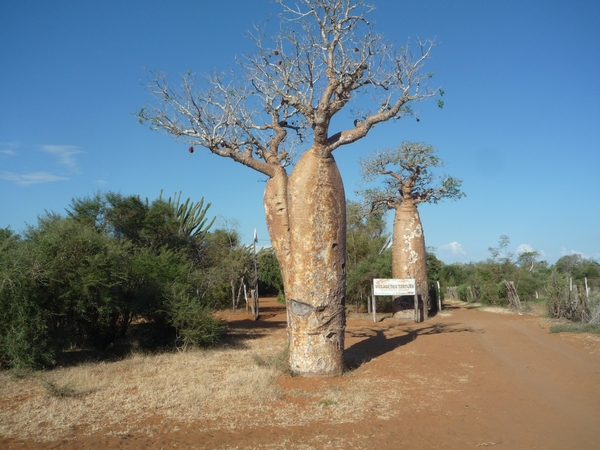 7g Ifaty omg., Reniala baobab park _P1180979