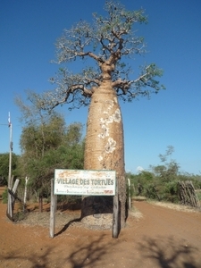 7g Ifaty omg., Reniala baobab park _P1180981