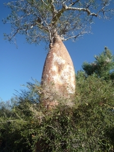 7g Ifaty omg., Reniala baobab park _P1180983