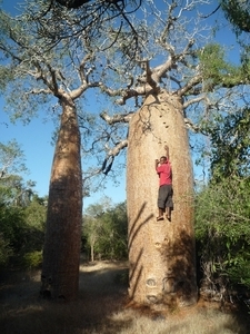 7g Ifaty omg., Reniala baobab park _P1190005