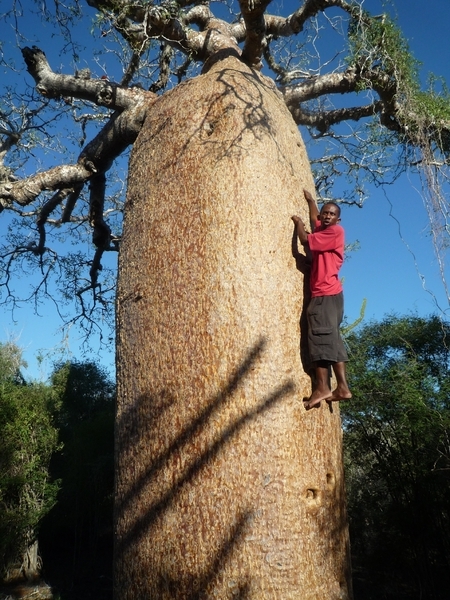 7g Ifaty omg., Reniala baobab park _P1190006