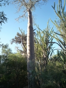 7g Ifaty omg., Reniala baobab park _P1190010