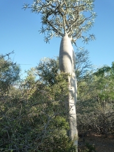 7g Ifaty omg., Reniala baobab park _P1190023