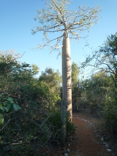 7g Ifaty omg., Reniala baobab park _P1190026