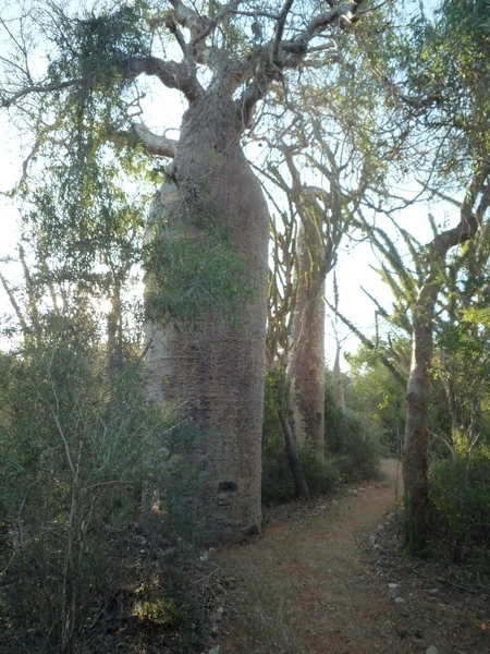 7g Ifaty omg., Reniala baobab park _P1190038