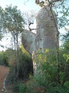 7g Ifaty omg., Reniala baobab park _P1190042