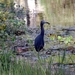 Kleine blauwe reiger