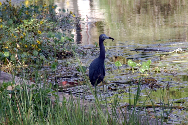 Kleine blauwe reiger