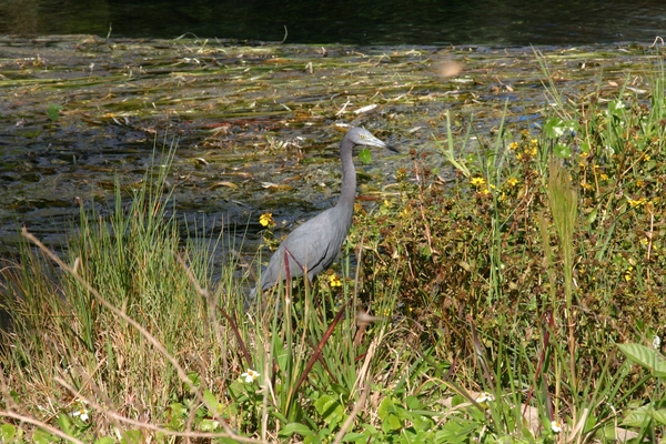 Florida214