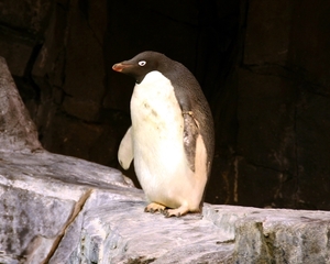 Antartica - Empire of the penguin