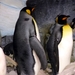 Antartica (Seaworld)