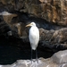 Reiger