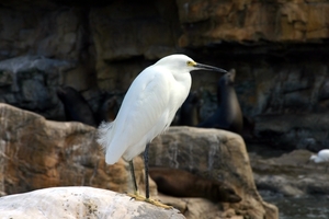 Kleine reiger