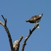 Osprey (visarend)