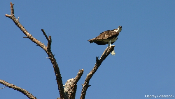 Osprey (visarend)