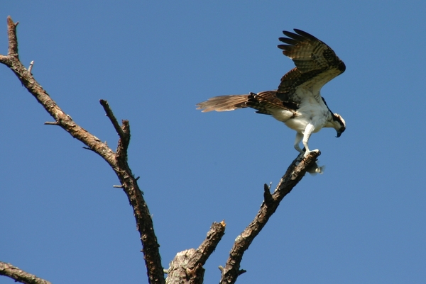 Osprey